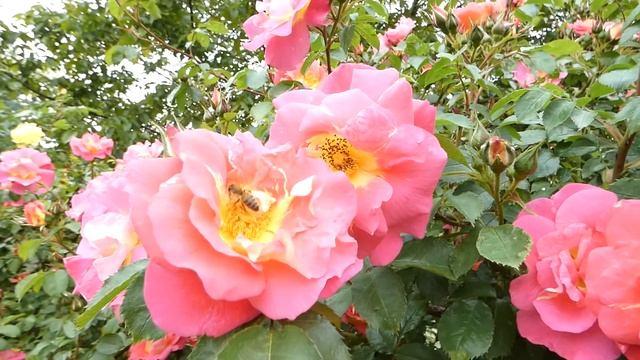 Rosa Kletterrosen Bajazzo, Kordes 2011 Roseraie – Rosen Garten Pitten Rosarium Nö. – Lumix FZ82 смотреть онлайн