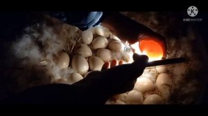 Просвечиваем яйцо под уткой на 10 сутки//овоскопирование