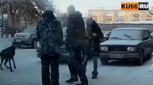 Напал доберман