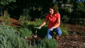 Planting Saffron Crocus