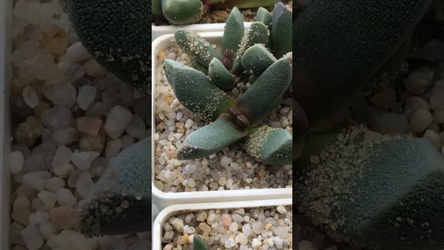 Как поживают Psammophora смотреть онлайн