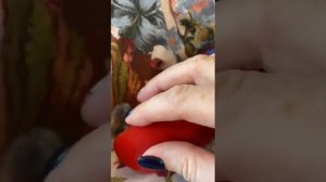 Попугай Эклектус девочка говорит, благородный попугай говорит