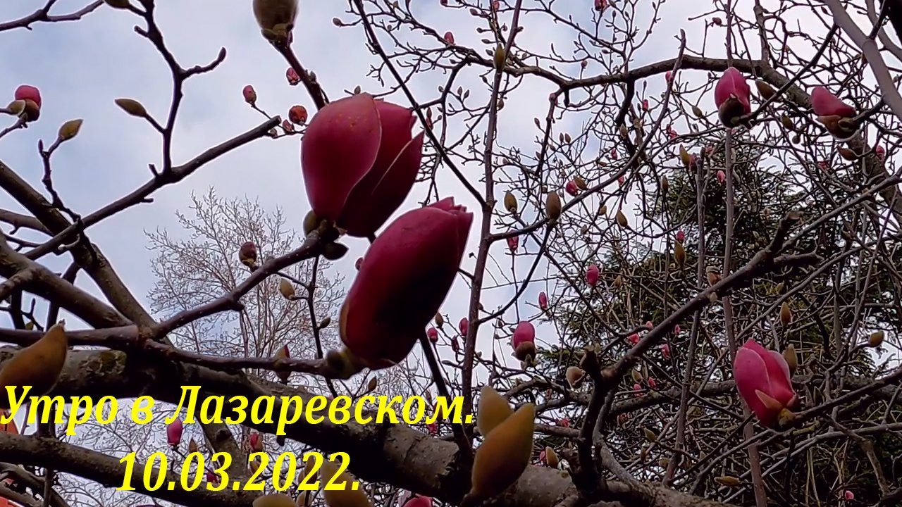 Утро в Лазаревском! 10.03.2022. ?ЛАЗАРЕВСКОЕ СЕГОДНЯ?СОЧИ.