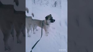 Прогулка с собакой. Порода ка-де-бо..