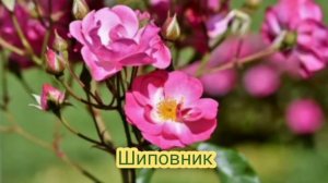 Деревья-обереги дома