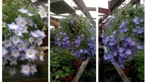 Кампанула комнатная | shalanov-sad.ru