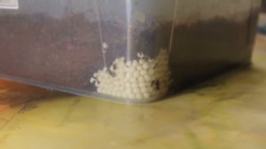 ЯЙЦА УЛИТКИ АХАТИНЫ// УХОД