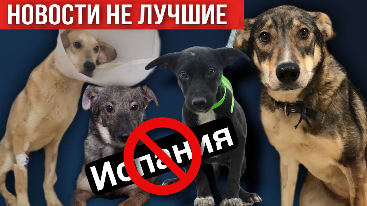 Борьба за жизни продолжается | Но вытянем ли? ❤️ Новости канала Зоомама