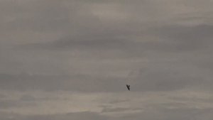 RC Blackbrid SR-71 Lockheed Jet Turbine powered Scale Model by Roger Knobel Swiss Team