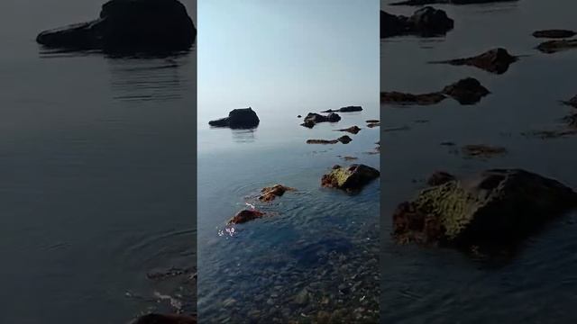 солнечногорское,крым,собака рыбачит