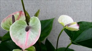 Anthurium Adios Romance