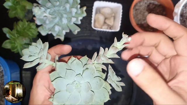 3 for P100 - Common Succulents (Affordable Price from Dory's Cactus and Succulents Bulacan) смотреть онлайн