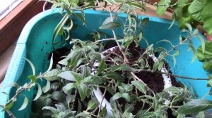 Руэллия. Комнатное растение руэллия,особенности ухода за растением.