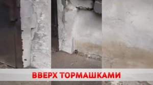 ЗАЛЕТЕЛА ЛЕТУЧАЯ МЫШЬ. ЧТО ДЕЛАТЬ?