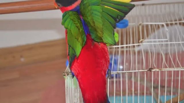 попугай / Parrot
