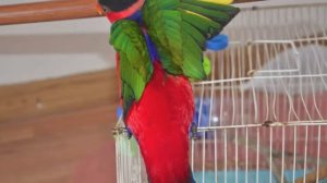 попугай / parrot