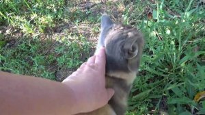 УРОЖАЙ В ПОДВАЛ??? ЗЕМЛЯ ПУСТЫНЯ ?БОНЯ НА БОЛЬНИЧНОМ ? САД??? КОТЯТА?
