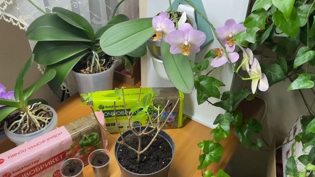 Метельчатая гортензия. Зимнее черенкование