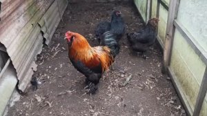 Спой птичка. Как он поёт.Петух породы Брама.