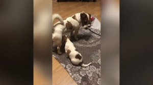 Забавные Джек Рассел терьеры