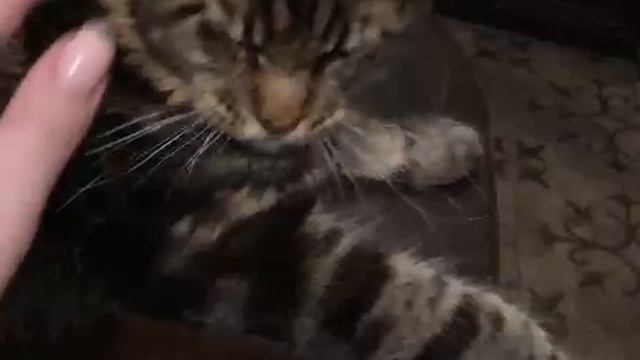 Кот Мейн-кун, большой красавец. смотреть онлайн