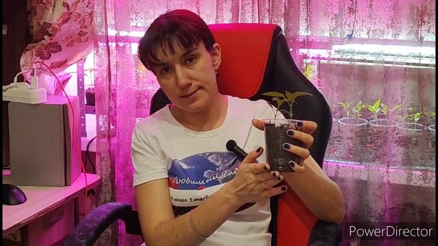 полив рассады через поддон ?? смотреть онлайн