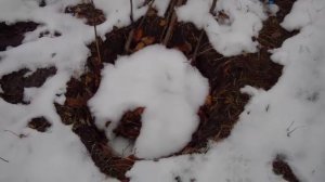 Хранение саженцев деревьев зимой (прикапывание)