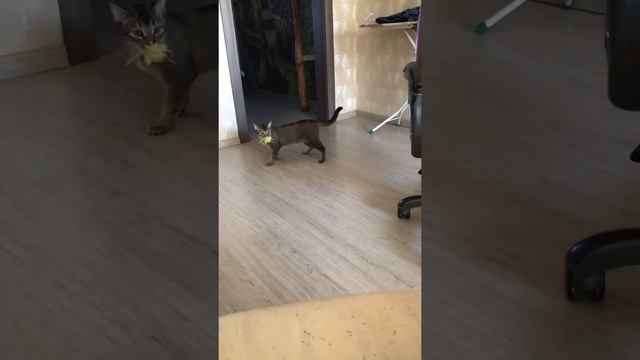 Абиссинская кошка. Учим выполнять Команды