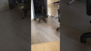 Абиссинская кошка. Учим выполнять Команды