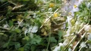 Сбор трав часть 1 #сбортрав