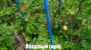 Микрообзор сорта томата веселый гном.