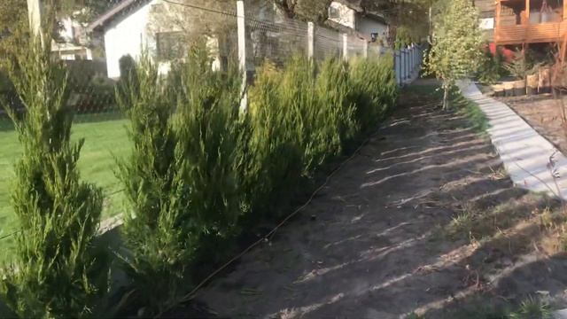 Можжевельник Спартан Spartan