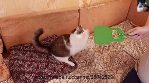 Смотреть видео как играет кошка Муча Пуча.mp4