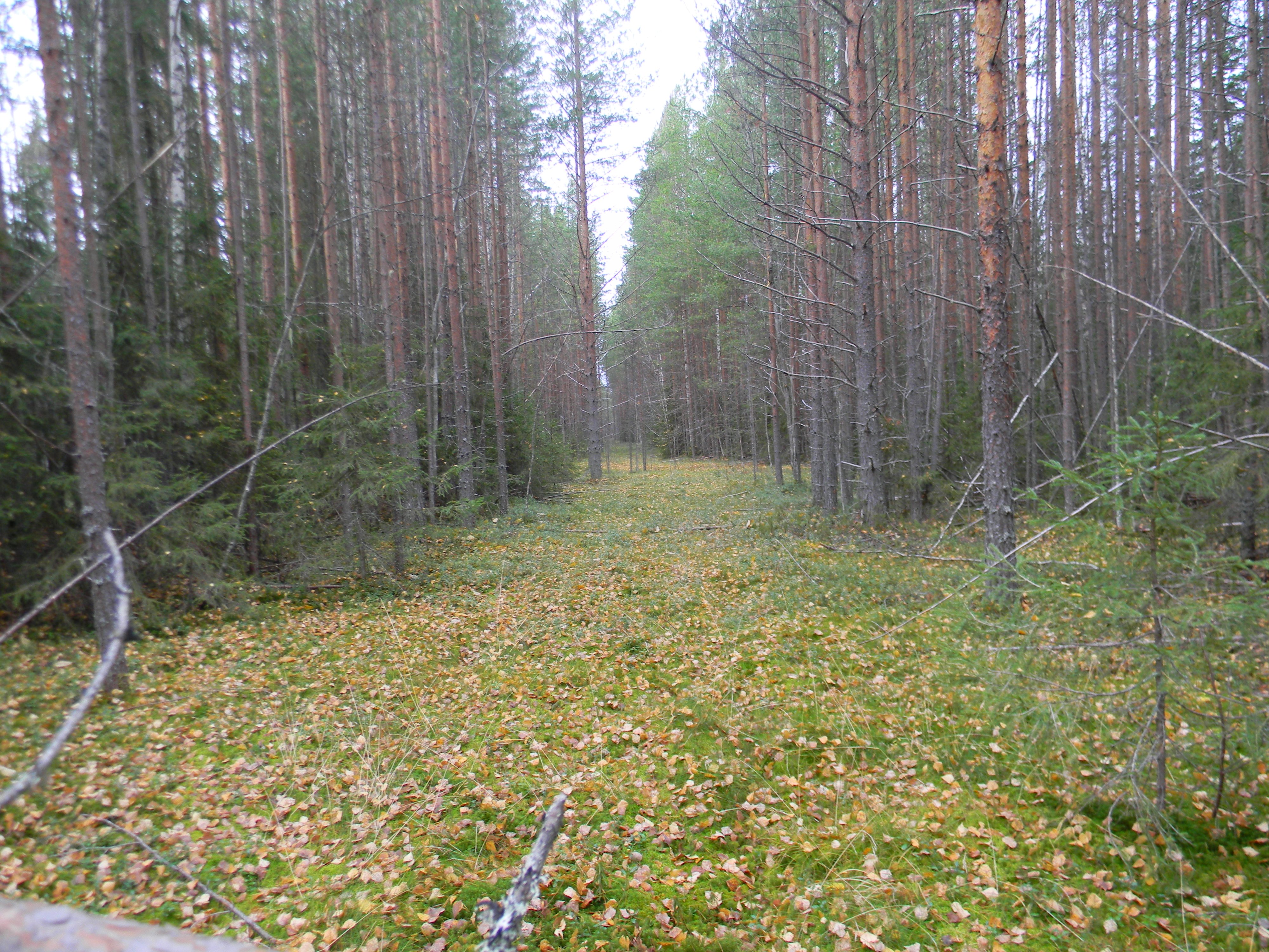 Осенний пейзаж
