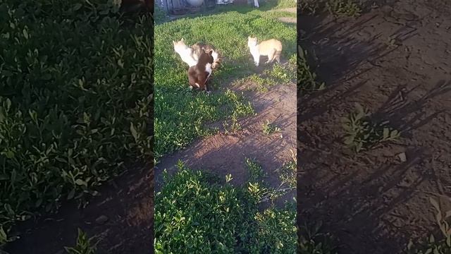 Это его новая подружка #котики собаки