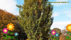 Бук лесной Дэвик Голд. Краткий обзор, описание характеристик fagus sylvatica Dawyck Gold
