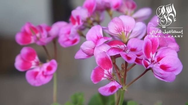 Сура ЯСИН СЛУШАЙТЕ КАЖДЫЙ ДЕНЬ (49) #сура #ясин смотреть онлайн