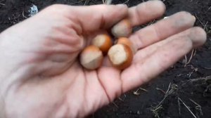 ФУНДУК КАТАЛОНСКИЙ, ГАЛЛЕ, ПОПОЛНЕНИЕ СОРТОВ.