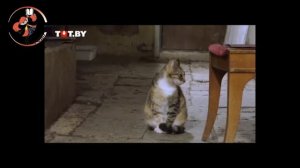 "Эрмитажные коты": нескучная видеоэкскурсия