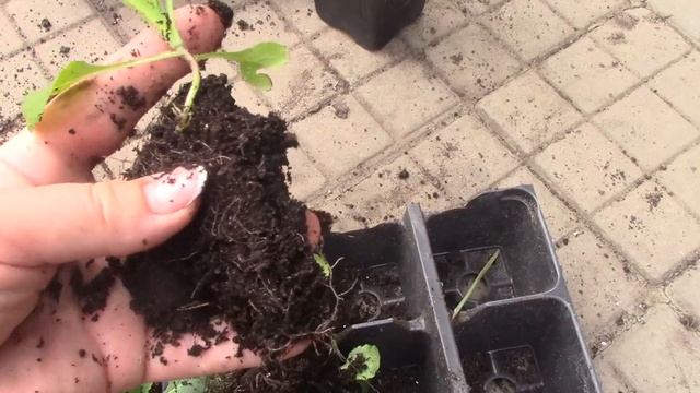 Выращивание колокольчика двухлетнего "чашка с блюдцем". mp4