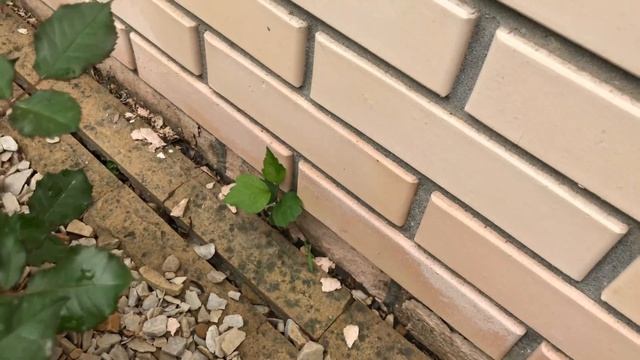 Как снизить бюджет клумбы. Неприхотливые многолетники. смотреть онлайн