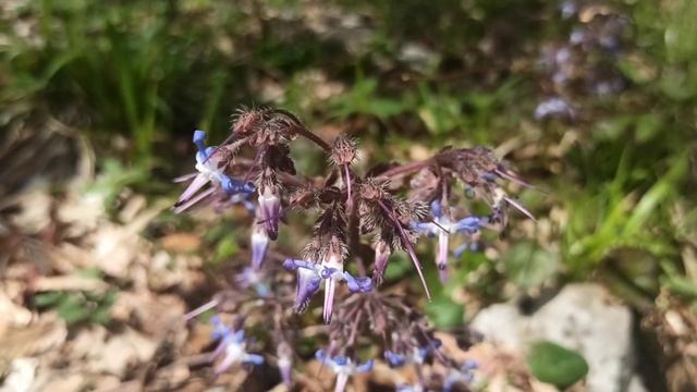 Буковый лес и Кабаний провал смотреть онлайн
