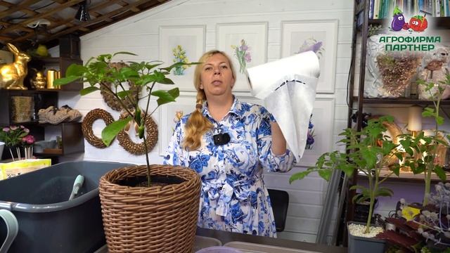 Перцы и томаты для зимнего огорода смотреть онлайн