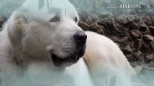 Топ 10 собак Людоедов