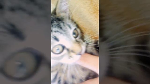 Котёнок красивого окраса