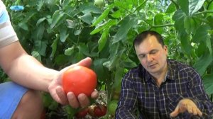 КАК РАССЧИТАТЬ СРОКИ ПОСЕВА ТОМАТОВ(ПОМИДОРОВ)?