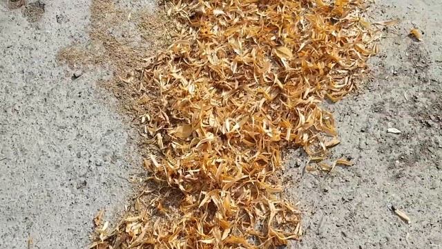 Осыпавшийся цвет липы | Жизнь в Адлере смотреть онлайн