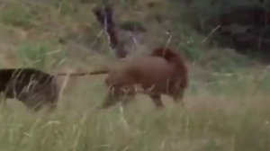 30 Сумасшедших Битв Животных В Дикой Природе