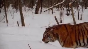 Желтобокая тигрица с семьей попала на видео недалеко от Хабаровском