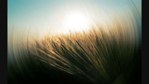 Tiesto feat Saksofonist Syntheticsax - I Will Be Here (Wolfgang Gartner Radio Remix)